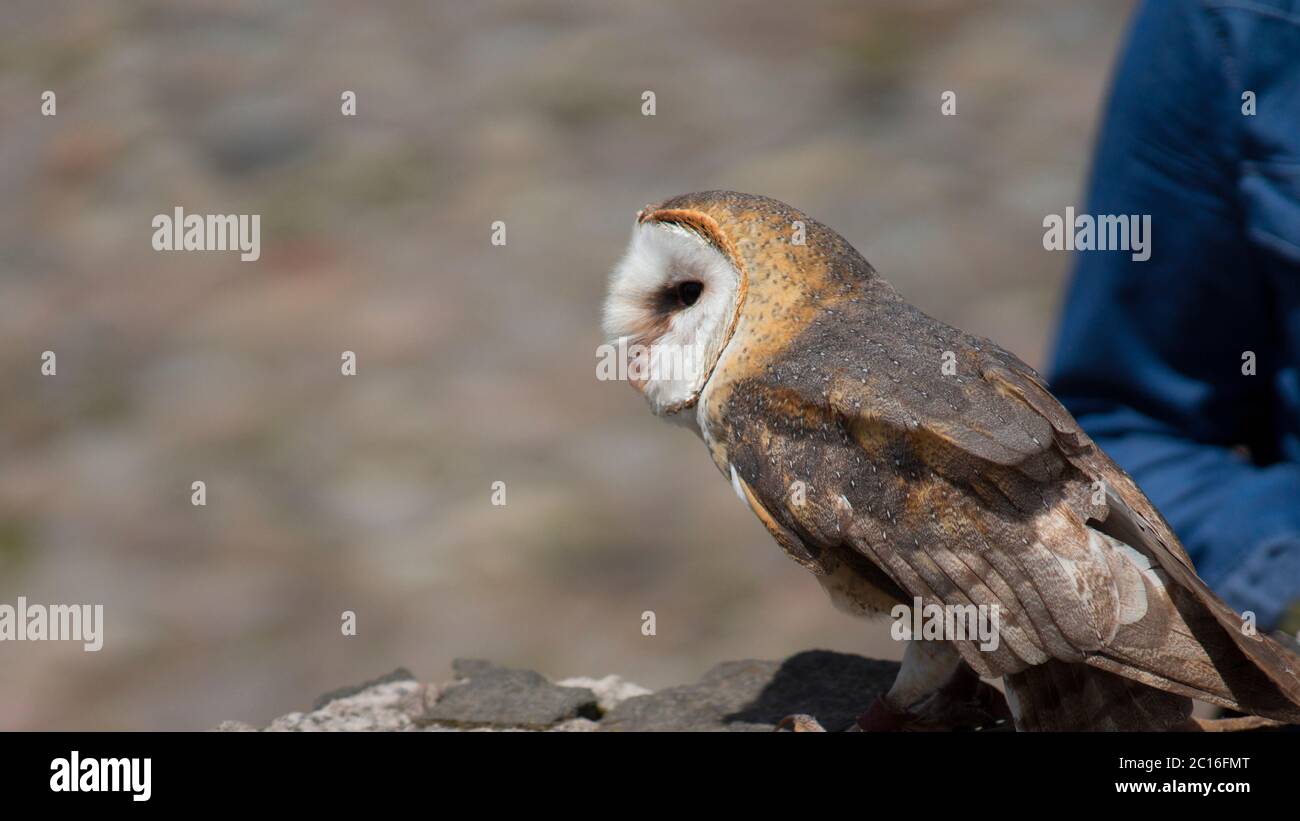 Scheune Owl aus dem Profil gesehen, die am Rand einer Steinmauer steht. Wissenschaftlicher Name: Tyto alba Stockfoto