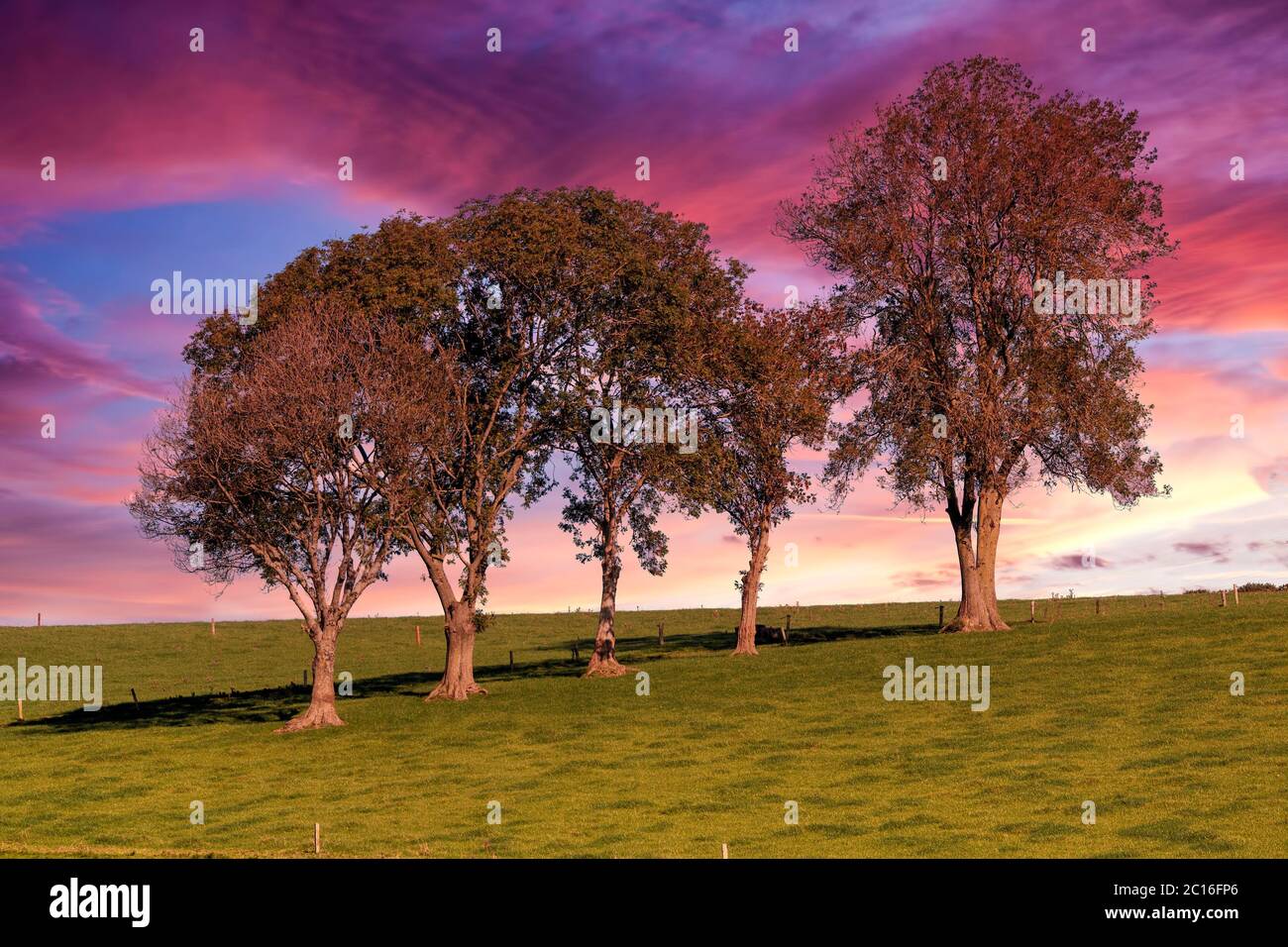 Baumreihe auf grünem Feld gegen den schönen Himmel. Stockfoto