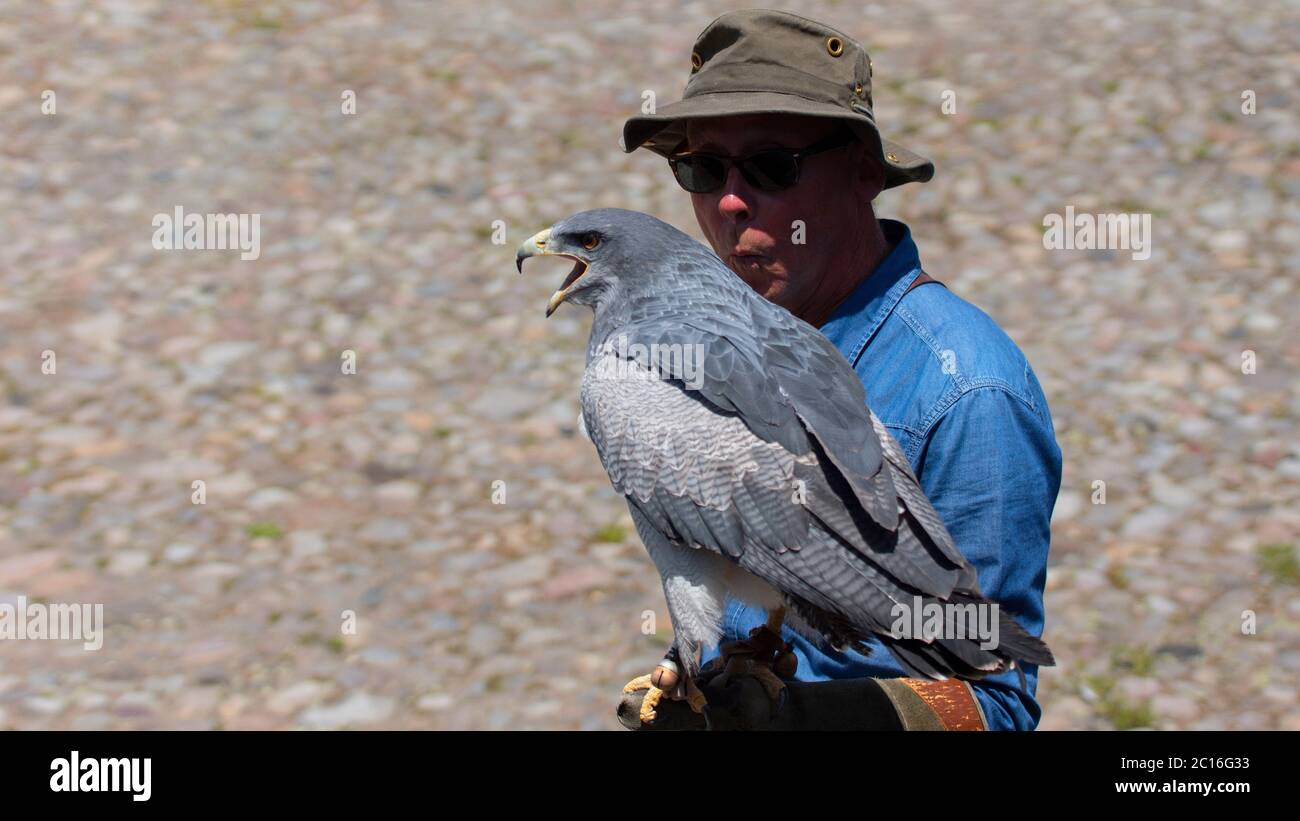 Curyloma, Imbabura / Ecuador - Januar 27 2019: Schwarzkrautbussard-Adler mit offenem Schnabel auf der Hand mit Lederhandschuh des Trainers Stockfoto