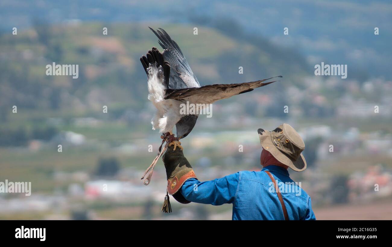 Curyloma, Imbabura / Ecuador - Januar 27 2019: Schwarzkrautkäfer fressen an Hand mit Lederhandschuh des Falknerei-Trainers auf einem Rückengr.die Haut ist mit einem schwarzen Bussard-Adler ausgestattet Stockfoto