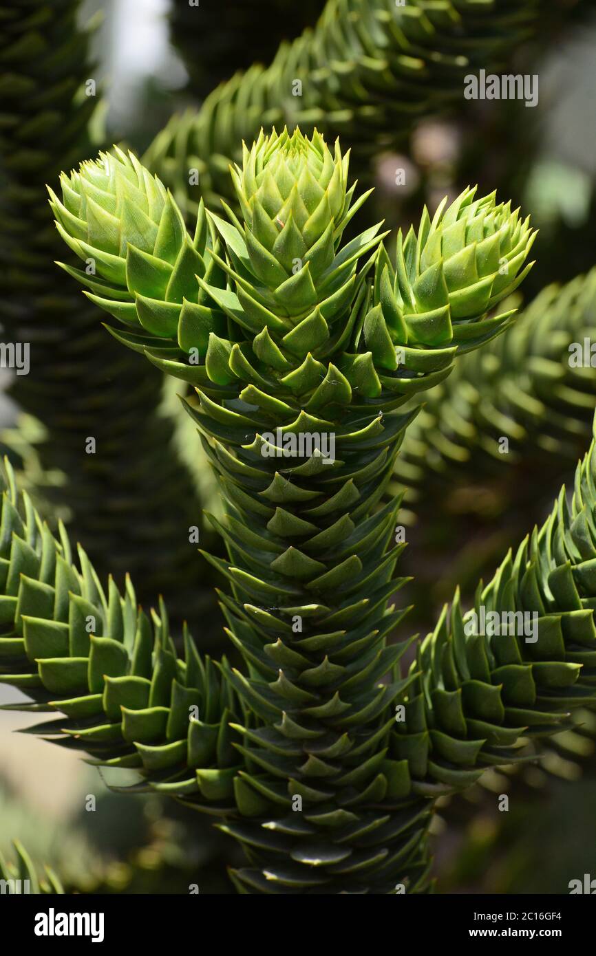 Affe Puzzle-Baum, Affe Schwanz Baum, pionero, Zinn oder chilenischen  Kiefer, chilenische Araukarie, Araucaria araucana, chilei araukria,  pikkelyfeny Stockfotografie - Alamy