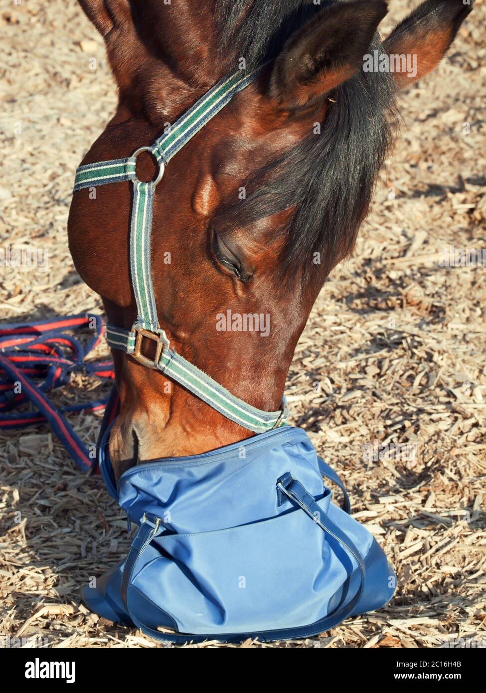 Lustige Porträt von Pferd. Er sah etwas in der Tasche Stockfoto