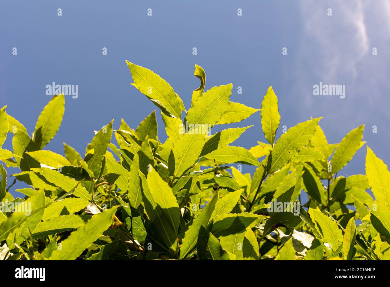 Grüne Lorbeerblättern mit einem blauen Himmel Hintergrund Stockfoto