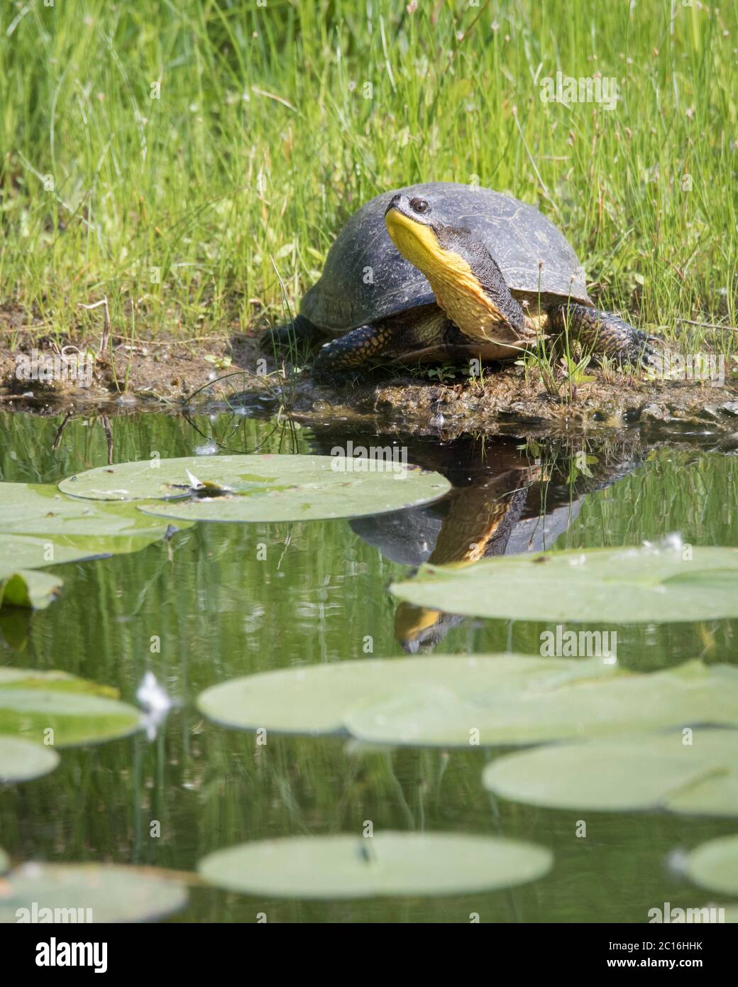 Eine bedrohte Blanding's Turtle liegt am Rande einer künstlichen Insel in Toronto, Ontario, dem ehemals stark verschmutzten Don River Valley. Stockfoto