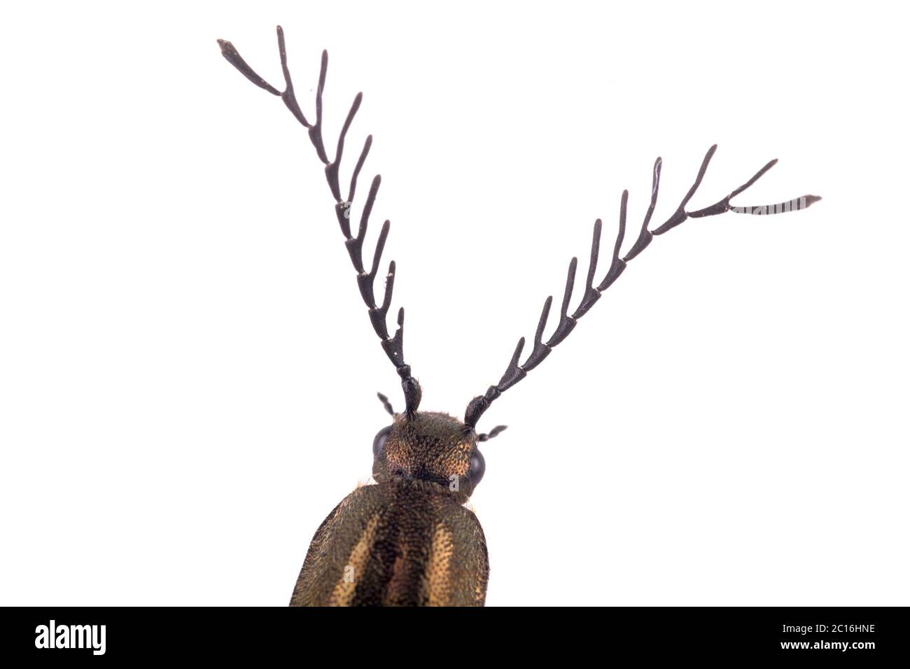 Detail Kopf von braunem Käfer Stockfoto