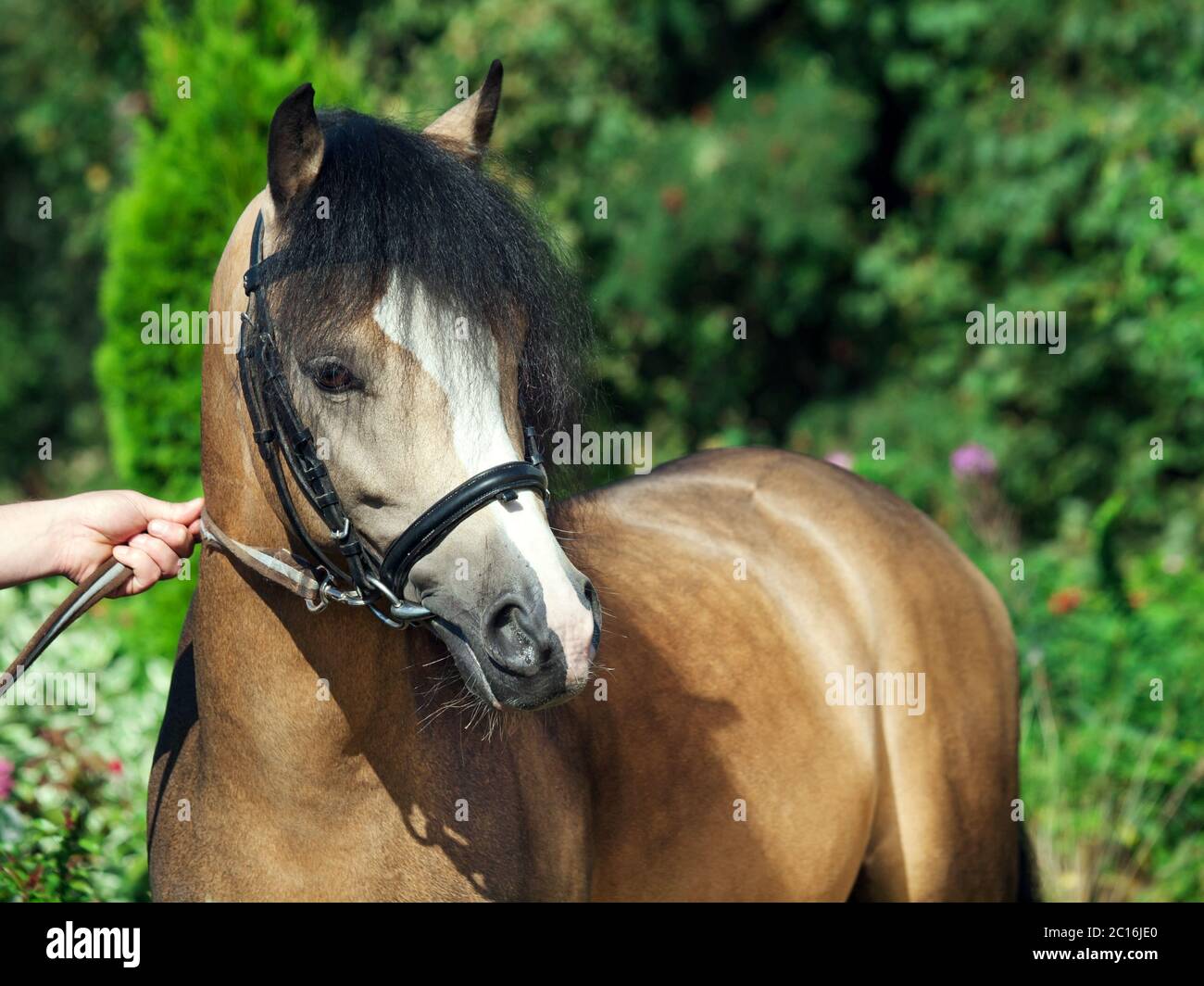 Porträt der schönen welsh pony Stockfoto