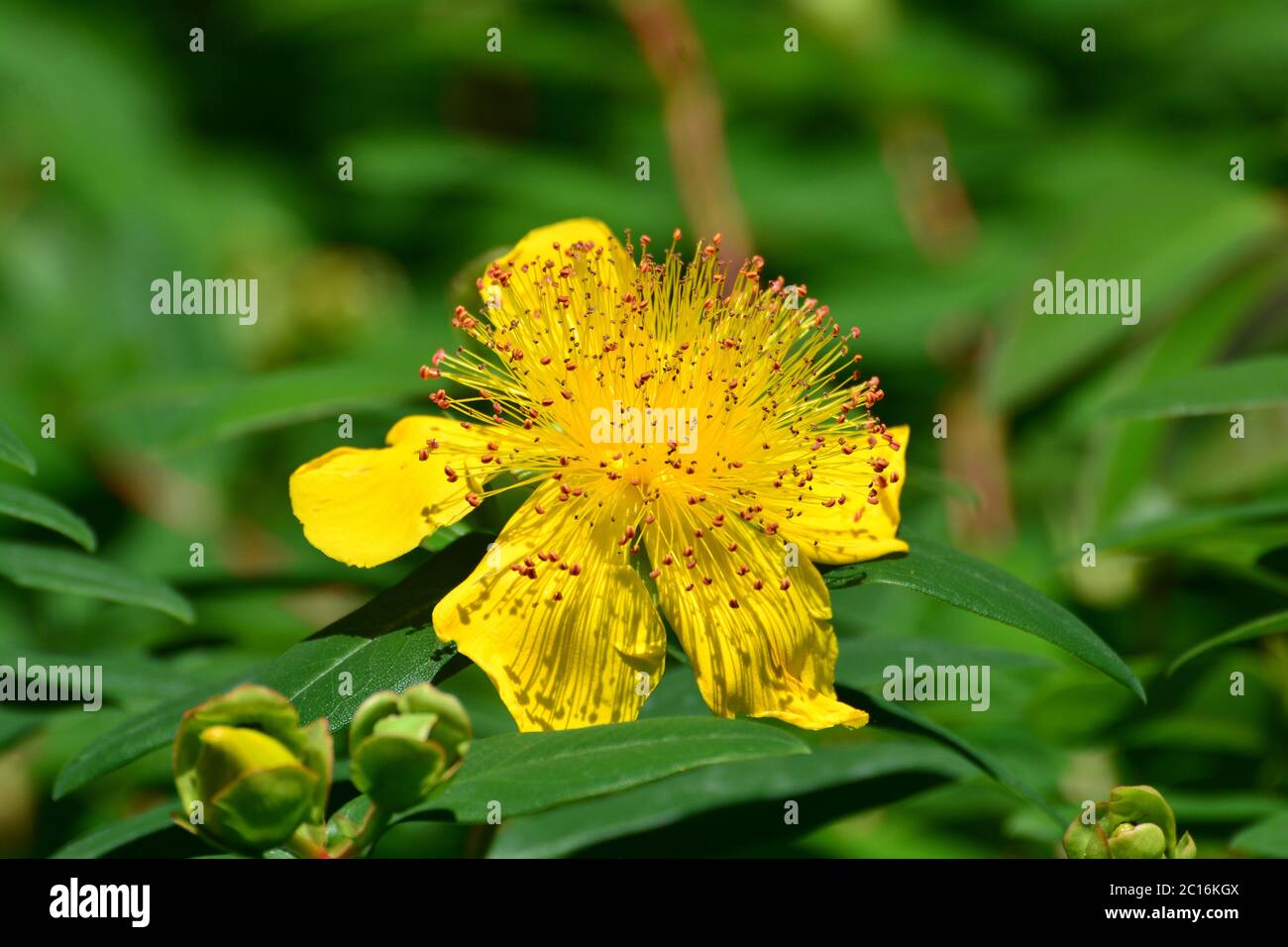 Rose-of-Sharon, Jerusalem Star, Großkelchiges Johanniskraut, Hypericum calycinum, örökzöld orbáncfű Stockfoto