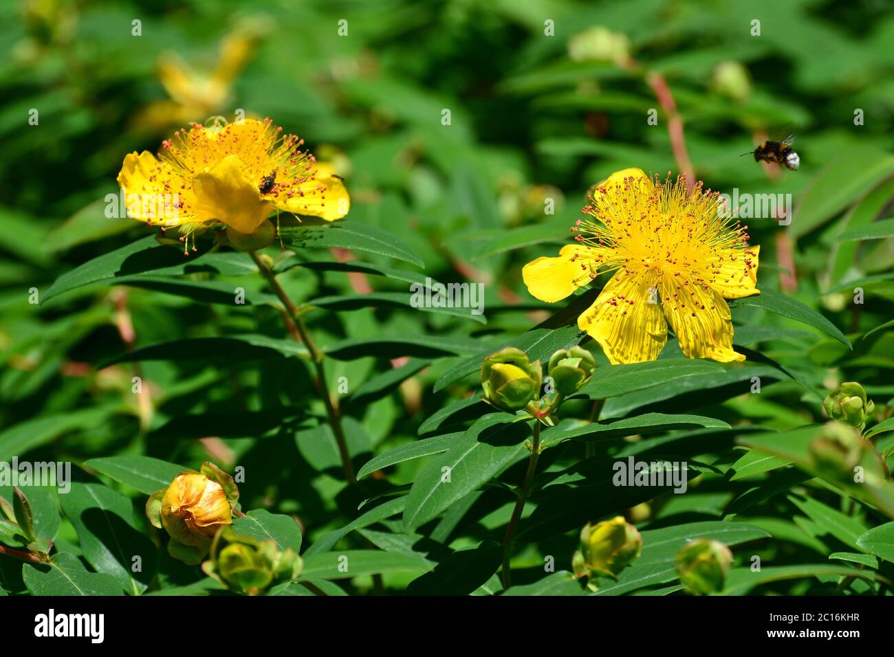 Rose-of-Sharon, Jerusalem Star, Großkelchiges Johanniskraut, Hypericum calycinum, örökzöld orbáncfű Stockfoto