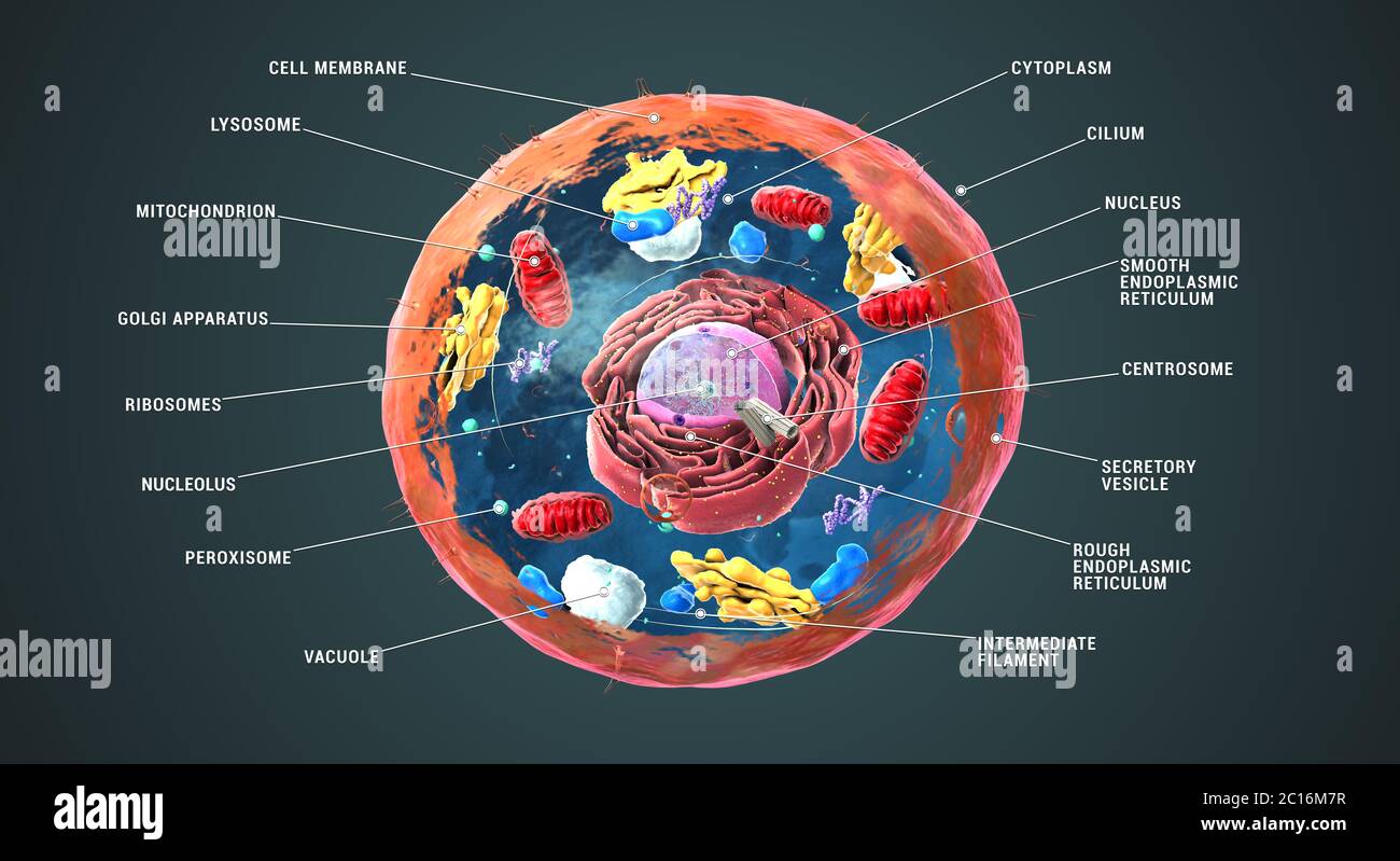 Beschriftete eukaryotische Zelle, Zellkern und Organellen und Plasmamembran - 3d-Illustration Stockfoto