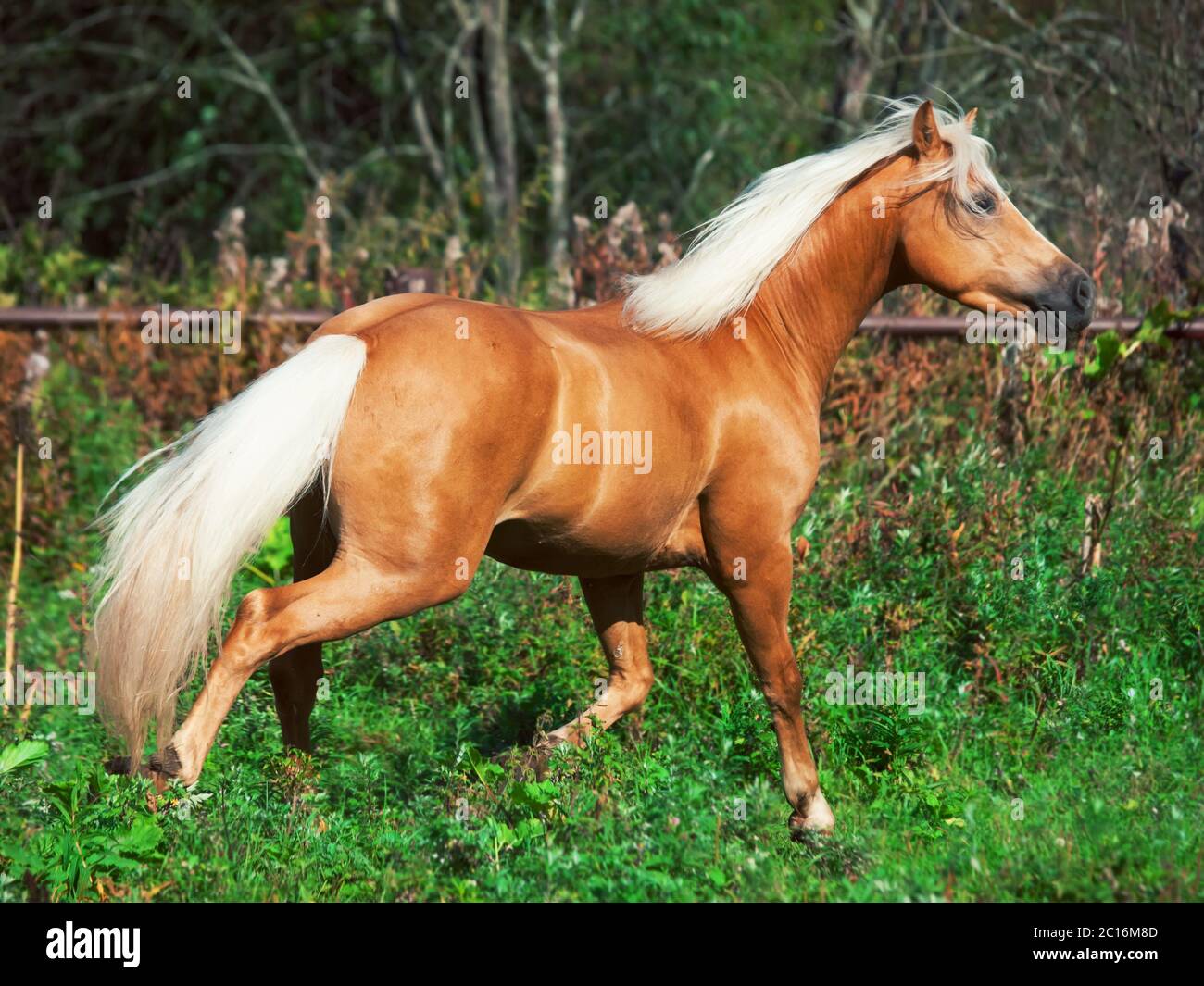 Laufendes palomino Pony im Paddock Stockfoto