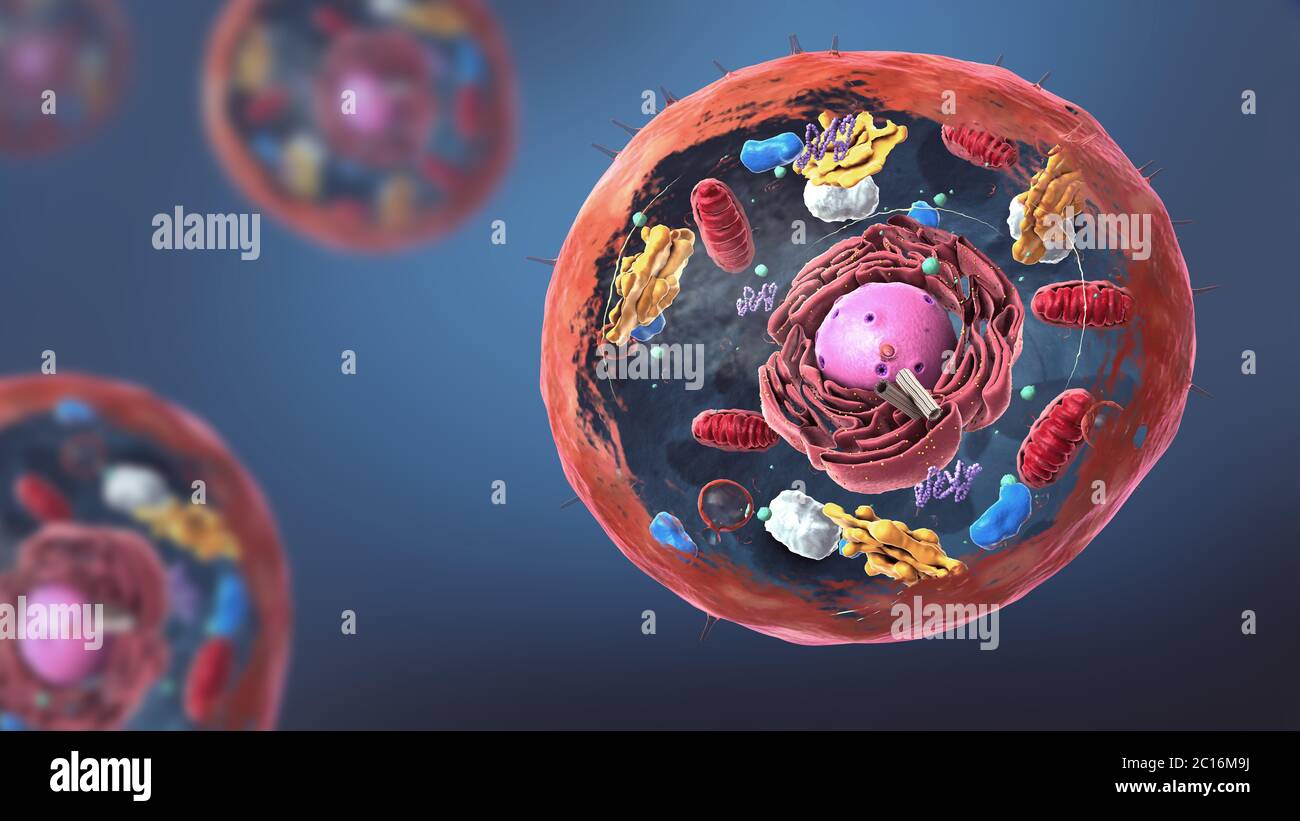 Komponenten von eukaryotischen Zelle, Kern und Organellen und Plasmamembran - 3d-Illustration Stockfoto