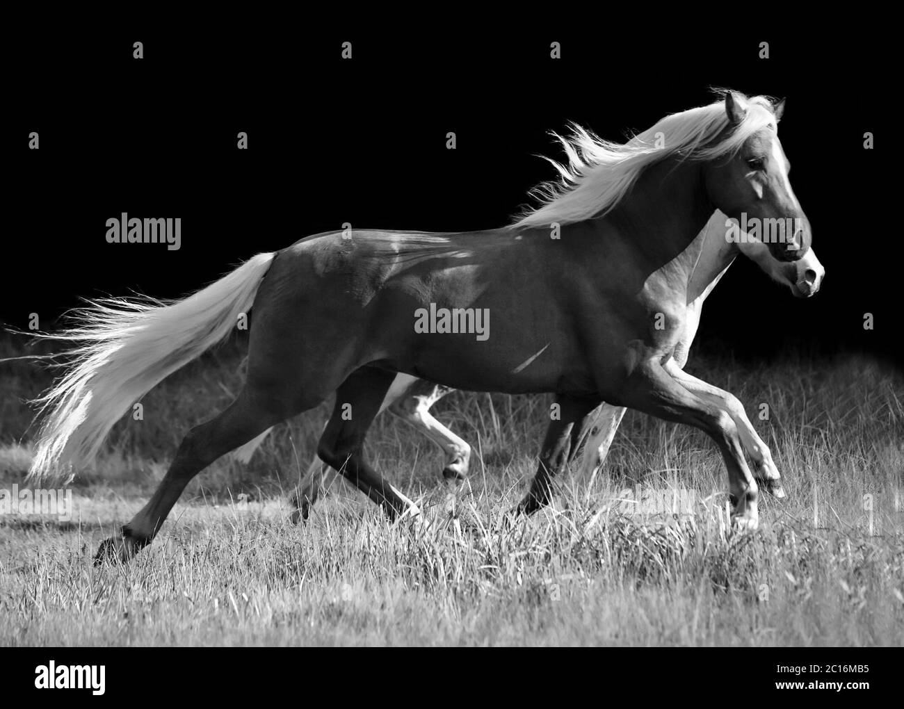 Trabierenden walisischen Ponys auf schwarzem Hintergrund Stockfoto