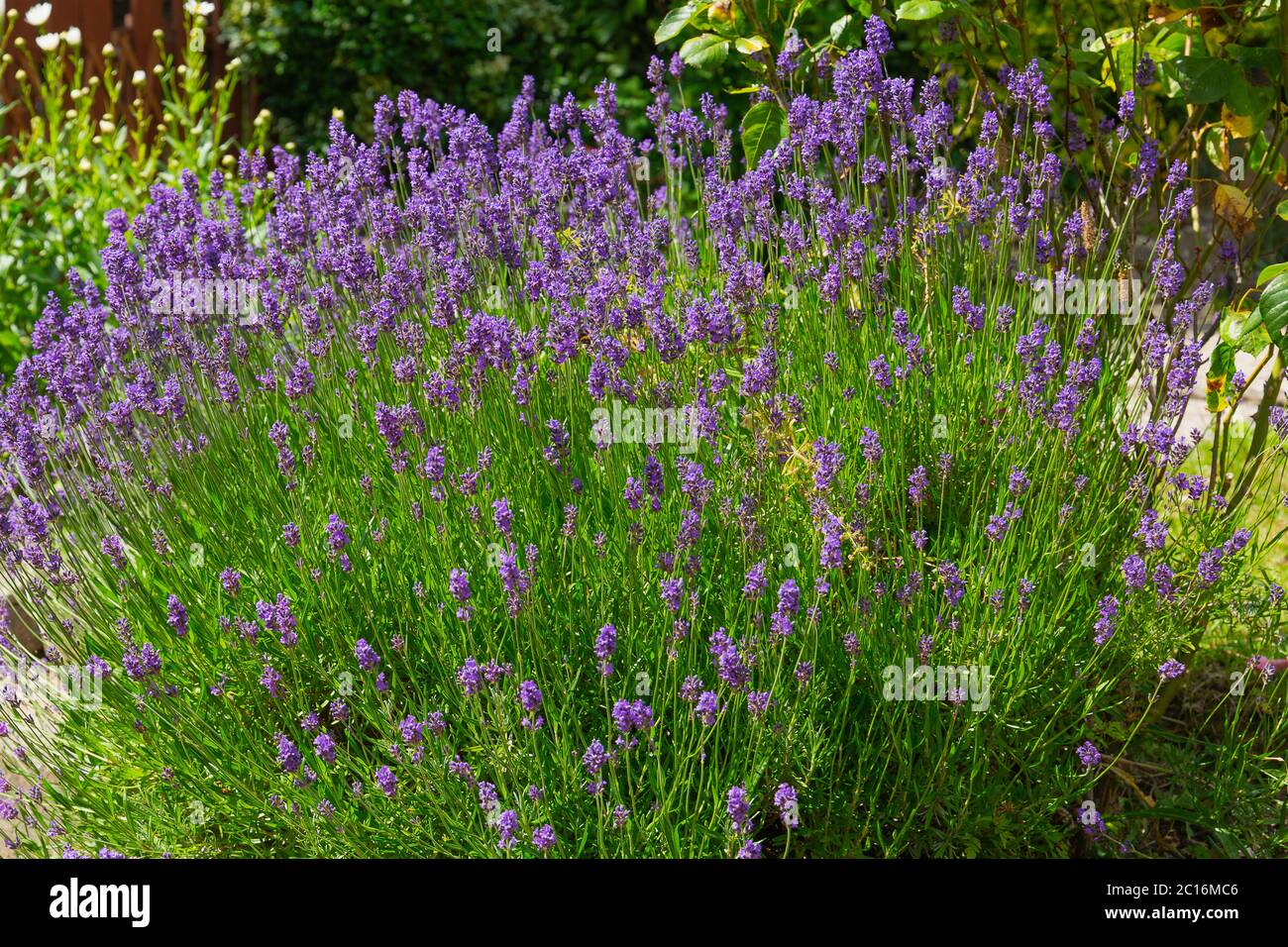 lavandula, britischer Lavendel in Blüte Stockfoto