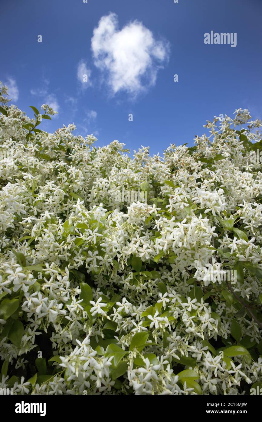 Die weiße Jasminblüte Stockfoto