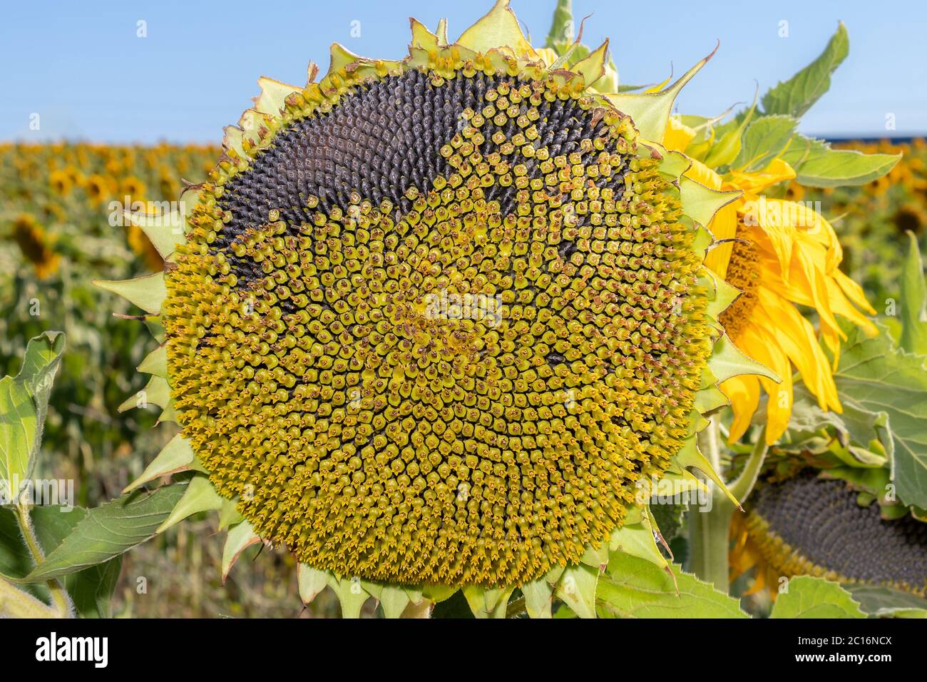 Detail der Samen in der verwelkten Sonnenblume Stockfoto