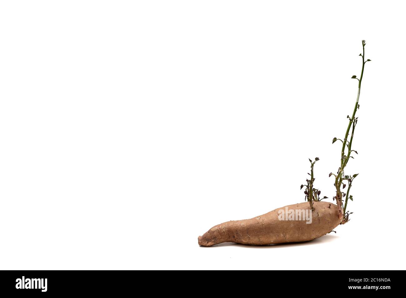 Süßkartoffel wächst neue Blätter isoliert auf weißem Hintergrund mit Kopieplatz zur Verfügung. Pflanzliche Wurzel mit sehr gesunden Carbohidraten Stockfoto