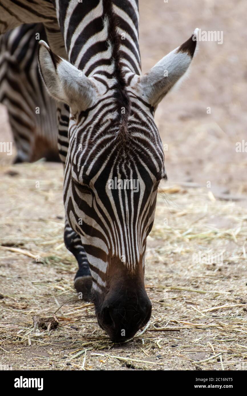 Nahaufnahme eines Zebras in einem Tierpark in Deutschland Stockfoto