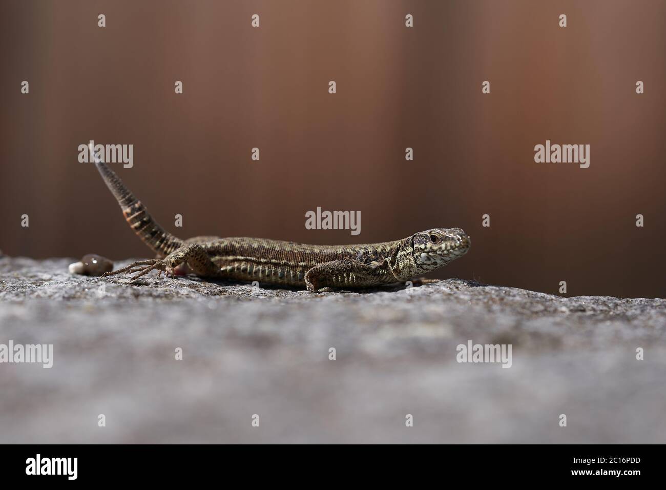 Sandeidechse Lacerta agilis Reptil Nahaufnahme Porträt klar Stockfoto