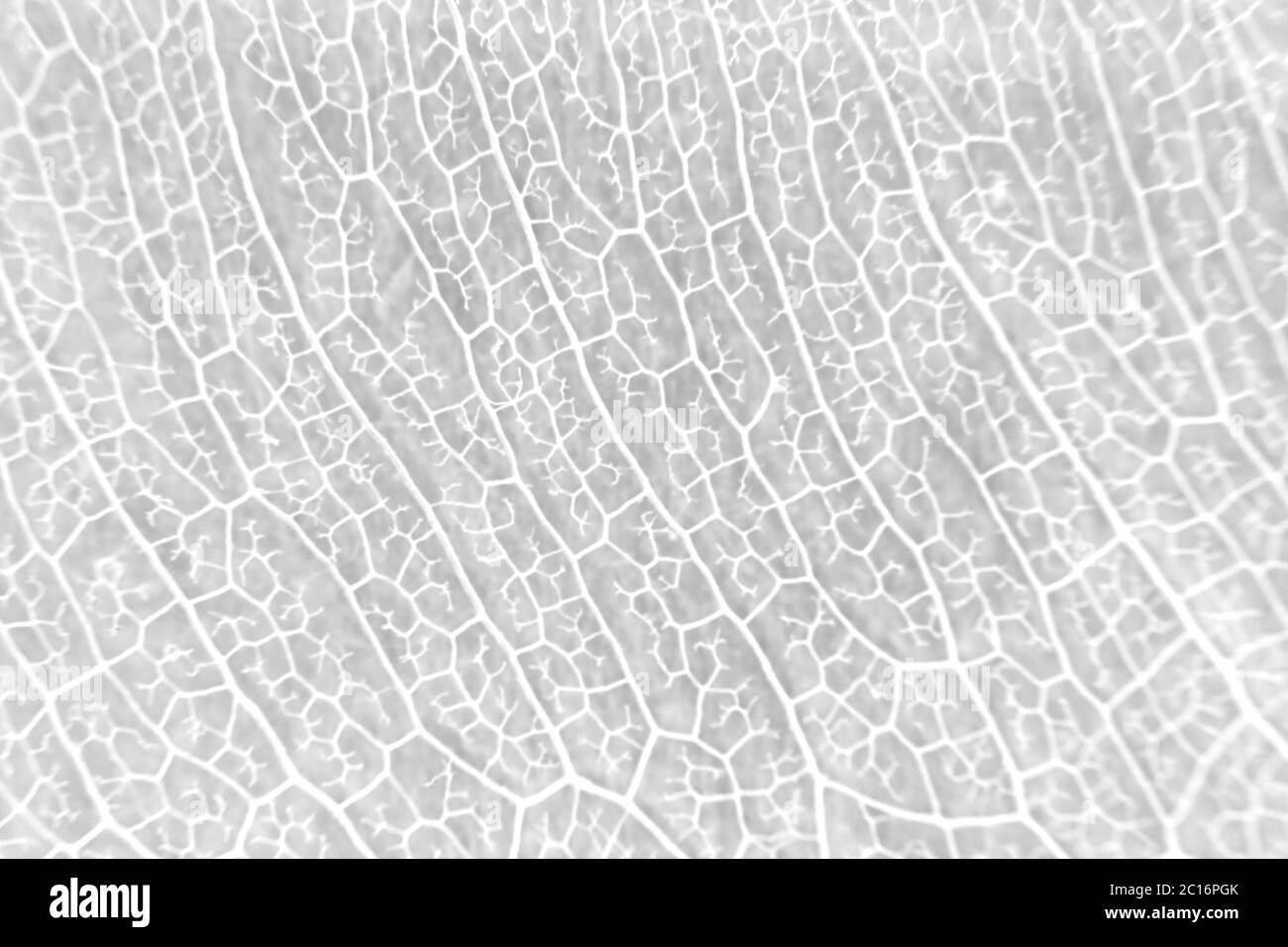 Makro Struktur weiß zart skelettiert Blatt von ficus Ficus benjamina . Stockfoto