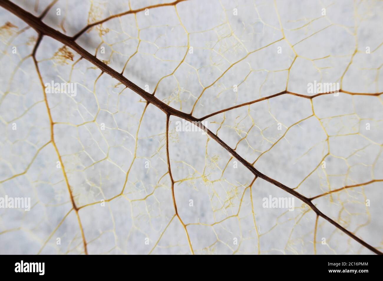 Makro Struktur braun zart skelettiert Blatt Stockfoto