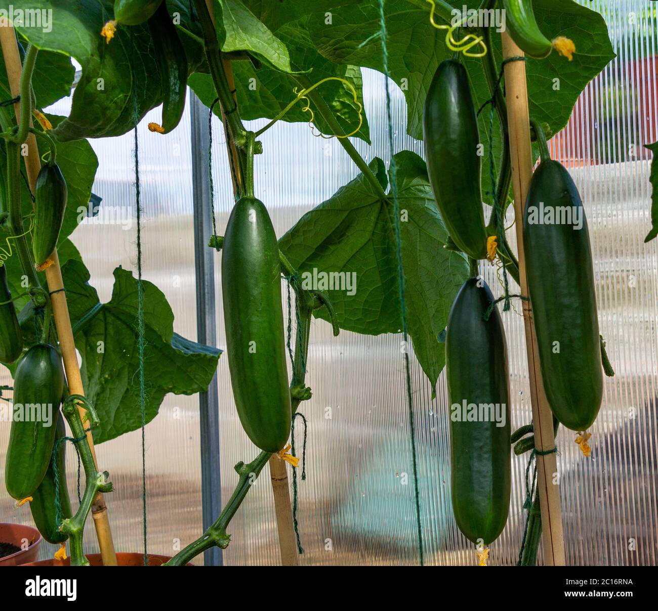 Gurken, die im Gartengewächshaus wachsen. Stockfoto