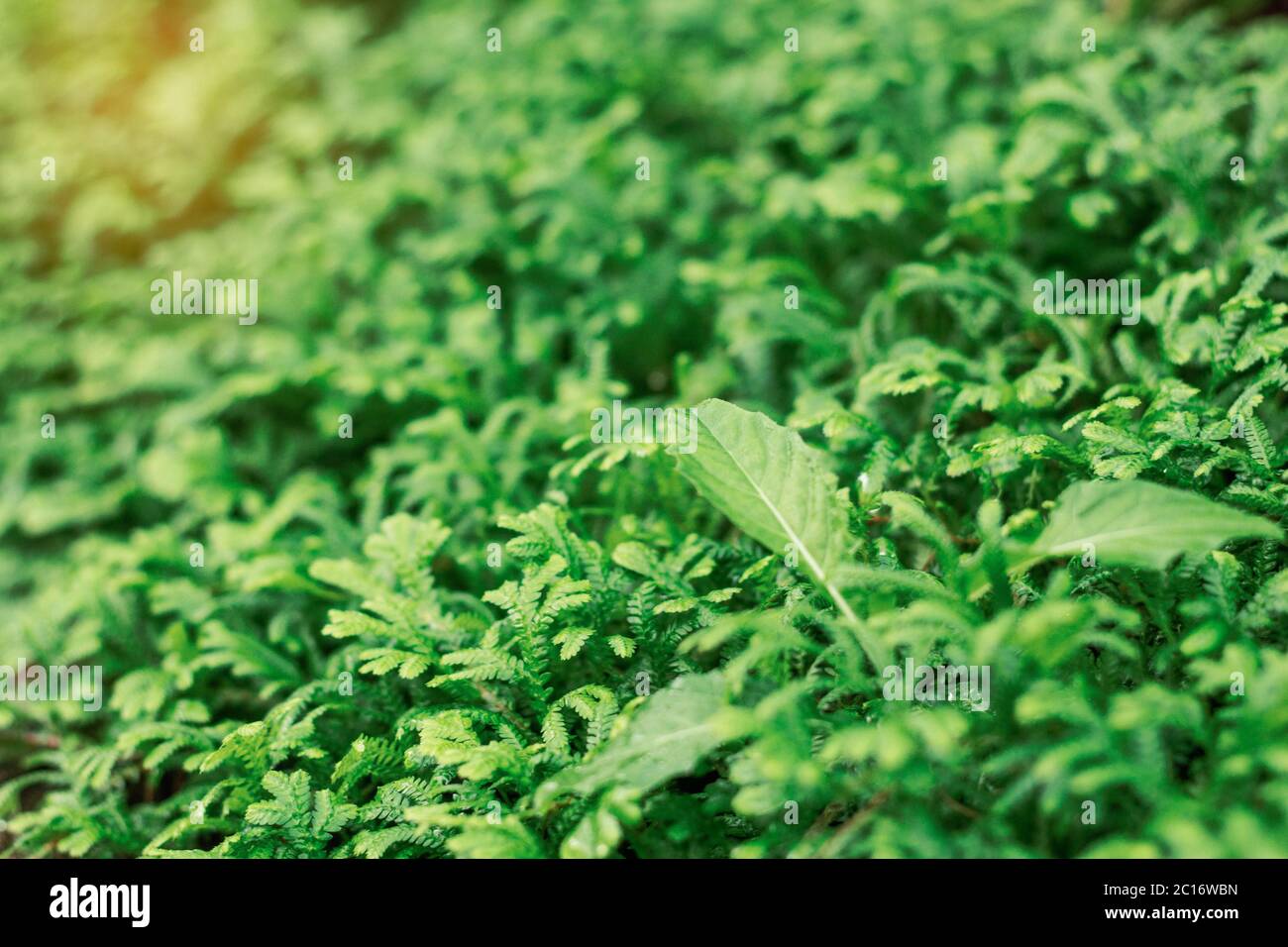 Pflanzen auf dem Boden im Garten. Stockfoto