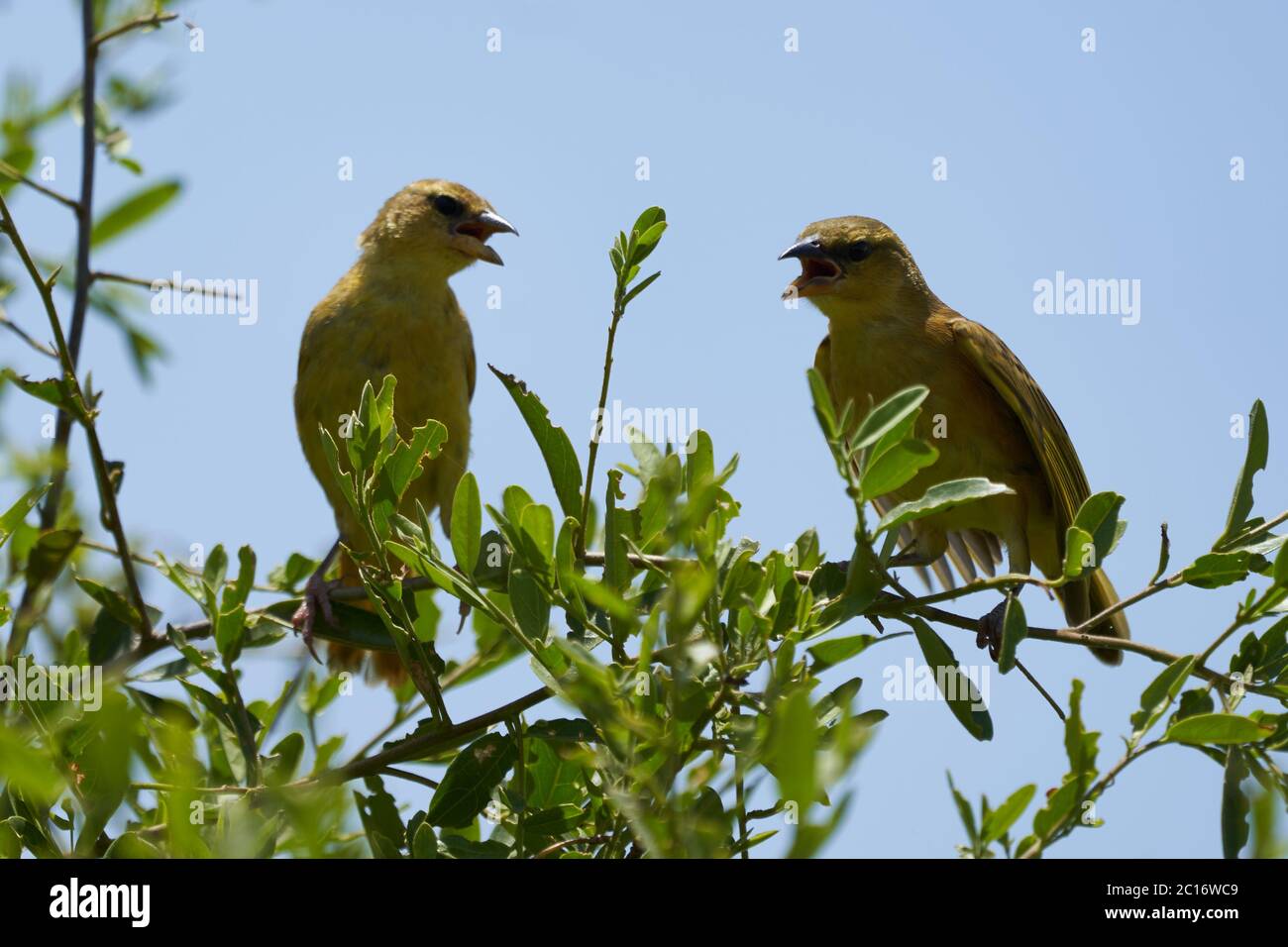 Gelb Fronted kanarienvogel Crithagra mozambica gelb Augen Finken paar Diskussion Stockfoto