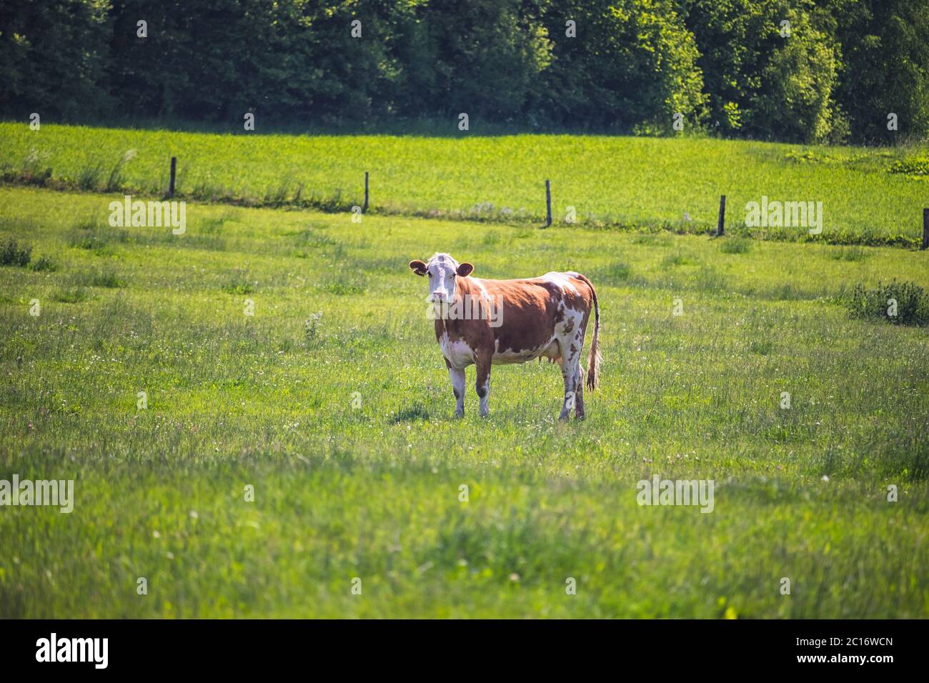 Eine Kuh auf der Weide, im Gras stehend, sonniger Tag Stockfoto