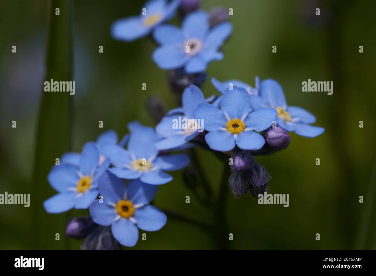 Myosotis Alpen Schweiz Familie Boraginaceae Vergiss mich nicht oder Skorpiongräser Stockfoto