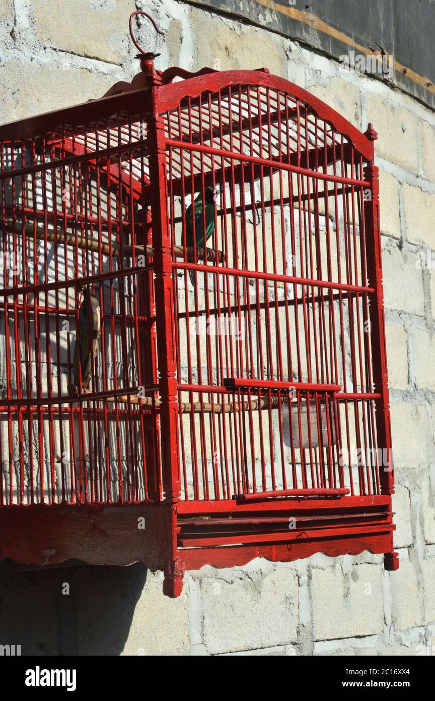 Vogel im Käfig Stockfoto
