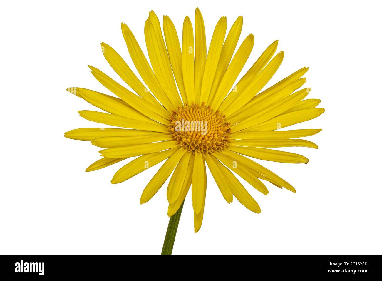 Gelbe Blume isoliert auf weißem Hintergrund Stockfoto