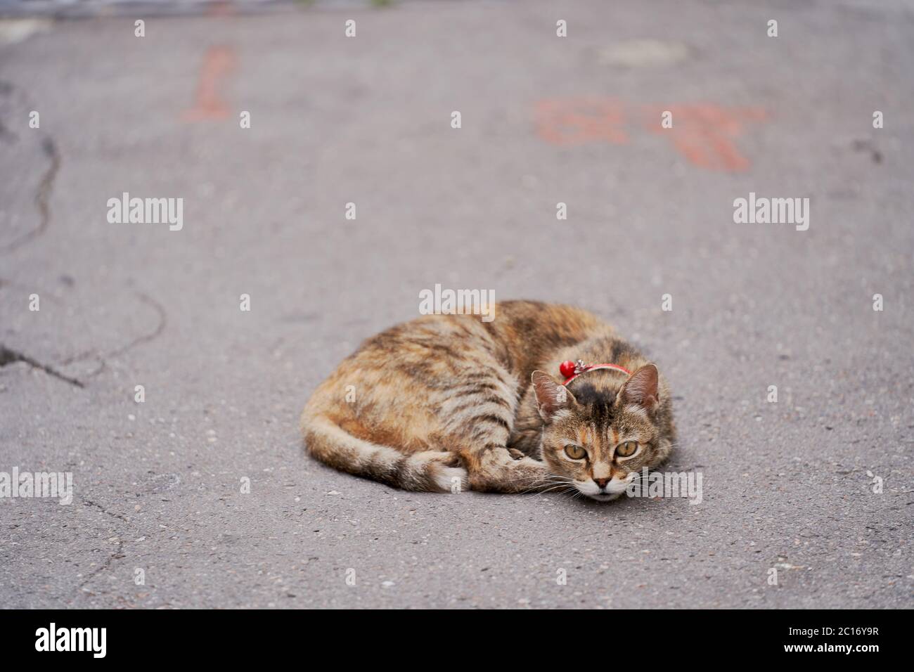 Eine Katze mit rotem Kragen und Glocke liegt uns auf einem gebrochenen Asphalt gegenüber Stockfoto