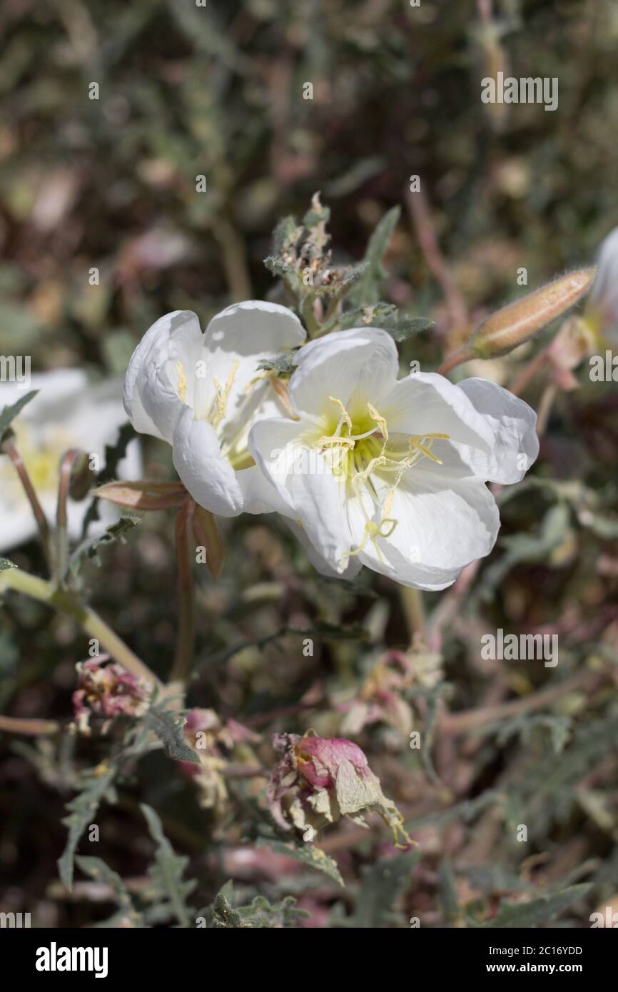 California Evening Primrose, Oenothera californica, Onagraceae, native Mehrjährige in den Rändern auf Yucca Valley, Southern Mojave Desert, Frühling. Stockfoto