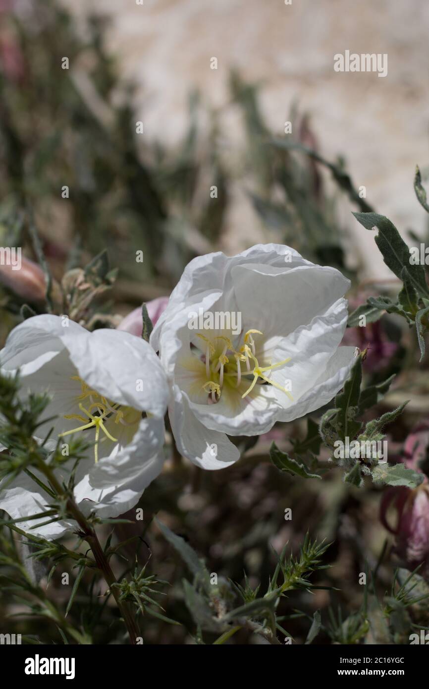 California Evening Primrose, Oenothera californica, Onagraceae, native Mehrjährige in den Rändern auf Yucca Valley, Southern Mojave Desert, Frühling. Stockfoto