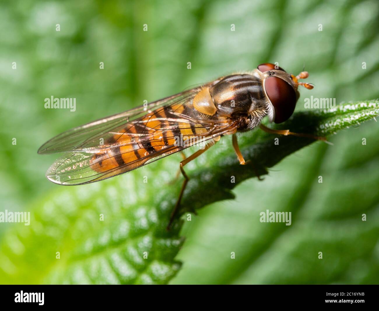 Orange und schwarz gebänderte männliche Wespe imitiert Marmelade Hoverfly, Episyrphus balteatus, in einem britischen Garten Stockfoto