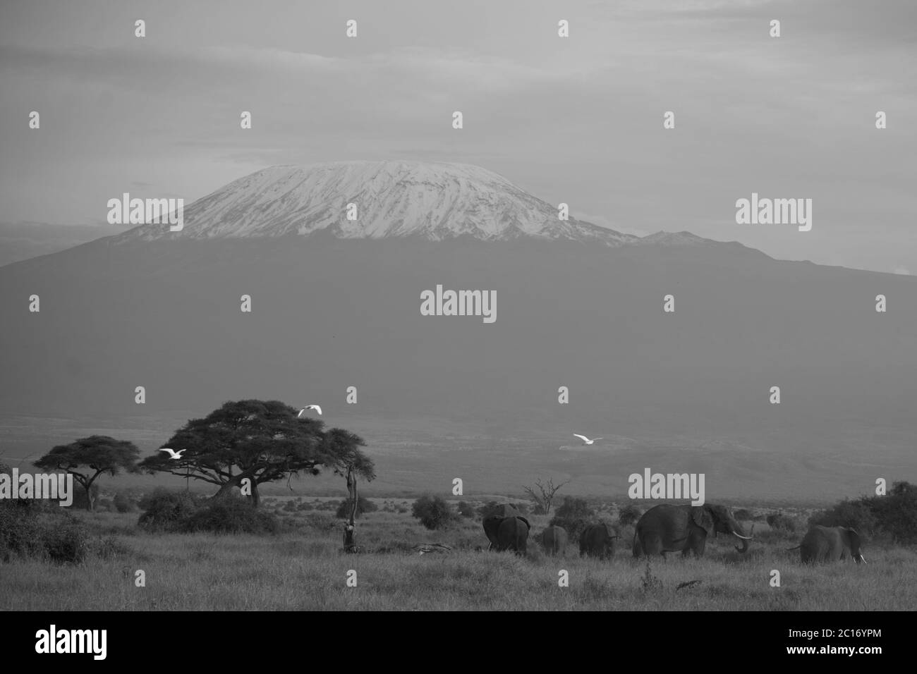 Elefantengruppe Amboseli - Big Five Safari -Kilimandscharo Afrikanischer Buschelefant Loxodonta africana Stockfoto