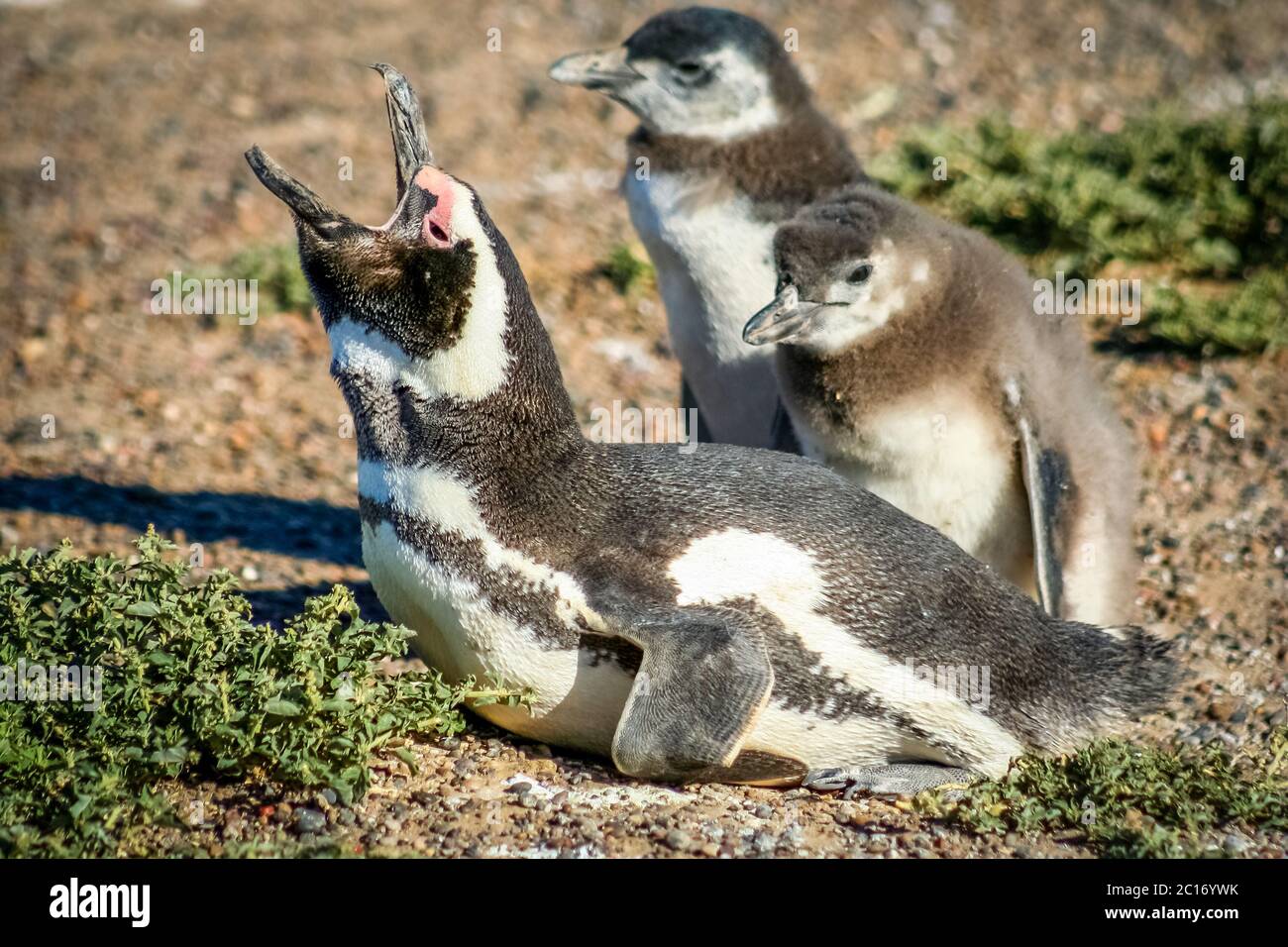 Magellanic Penguin Familie Stockfoto