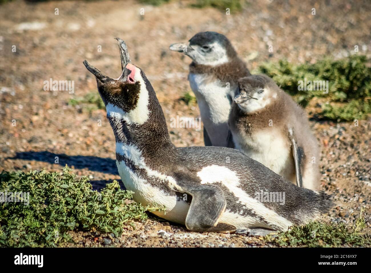 Magellanic Penguin Familie Stockfoto