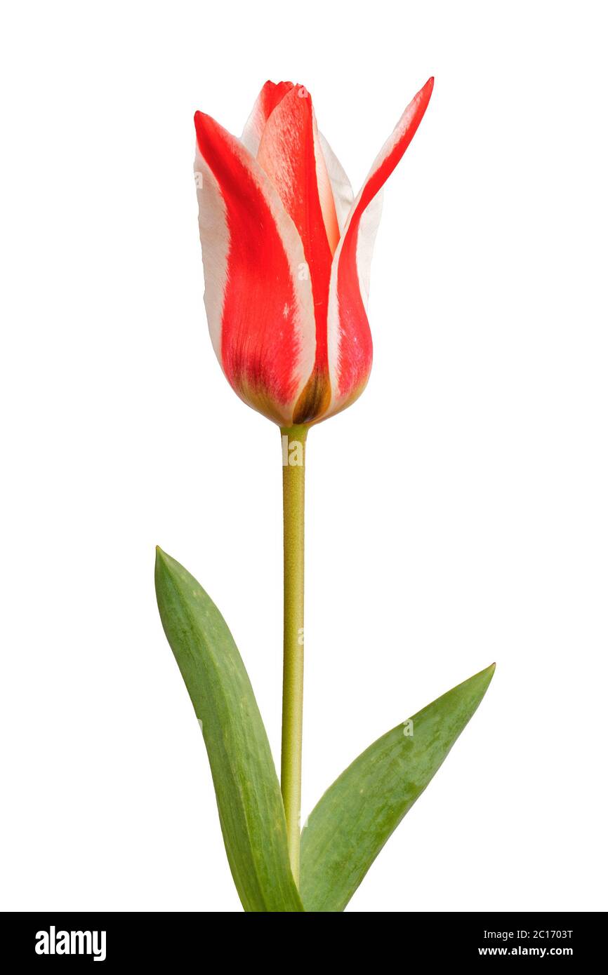 Rote weiße Tulpe isoliert auf einem weißen Hintergrund. Stockfoto