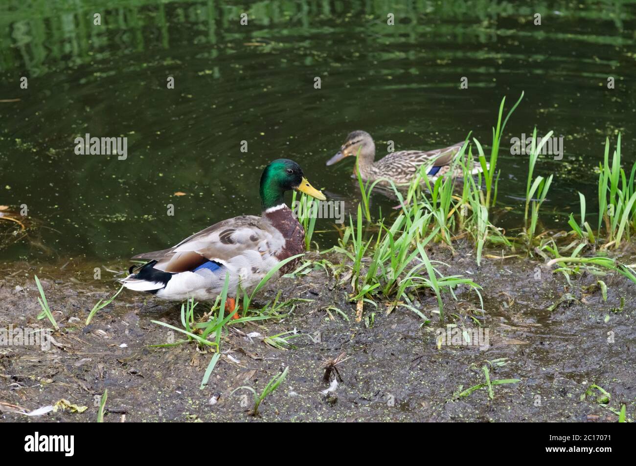 Männliche drake Stockente mit weiblicher Stockente hinten auf dem Wasser Stockfoto