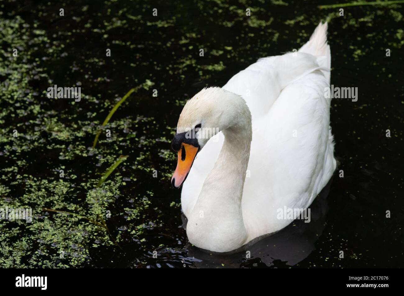 Weibliche mute Schwan Stift auf Wasser Ganzkörper-und Kopf Seitenprofil, England Großbritannien Stockfoto