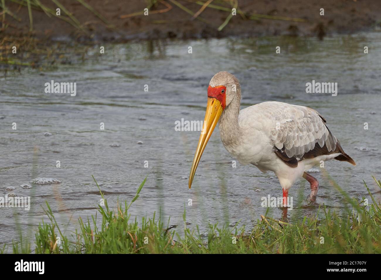 Gelbschnabelstorch Mycteria ibis auch als Holzstorch oder Holz Ibis arge African wating Storch Familie Ciconiidae Portrait Stockfoto