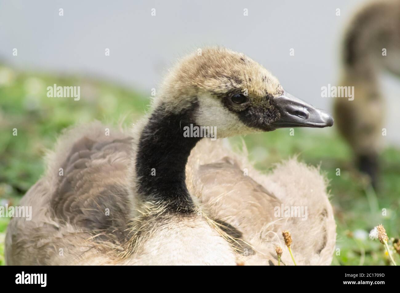 Gosling auf Gras sitzend neugierig auf den Fotografen - branta canadensis - menschliche Interaktion mit Tieren - Vogel Wasservögel anatidae Stockfoto