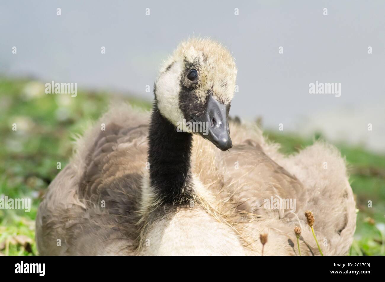 Gosling auf Gras sitzend neugierig auf den Fotografen - branta canadensis - menschliche Interaktion mit Tieren - Vogel Wasservögel anatidae Stockfoto