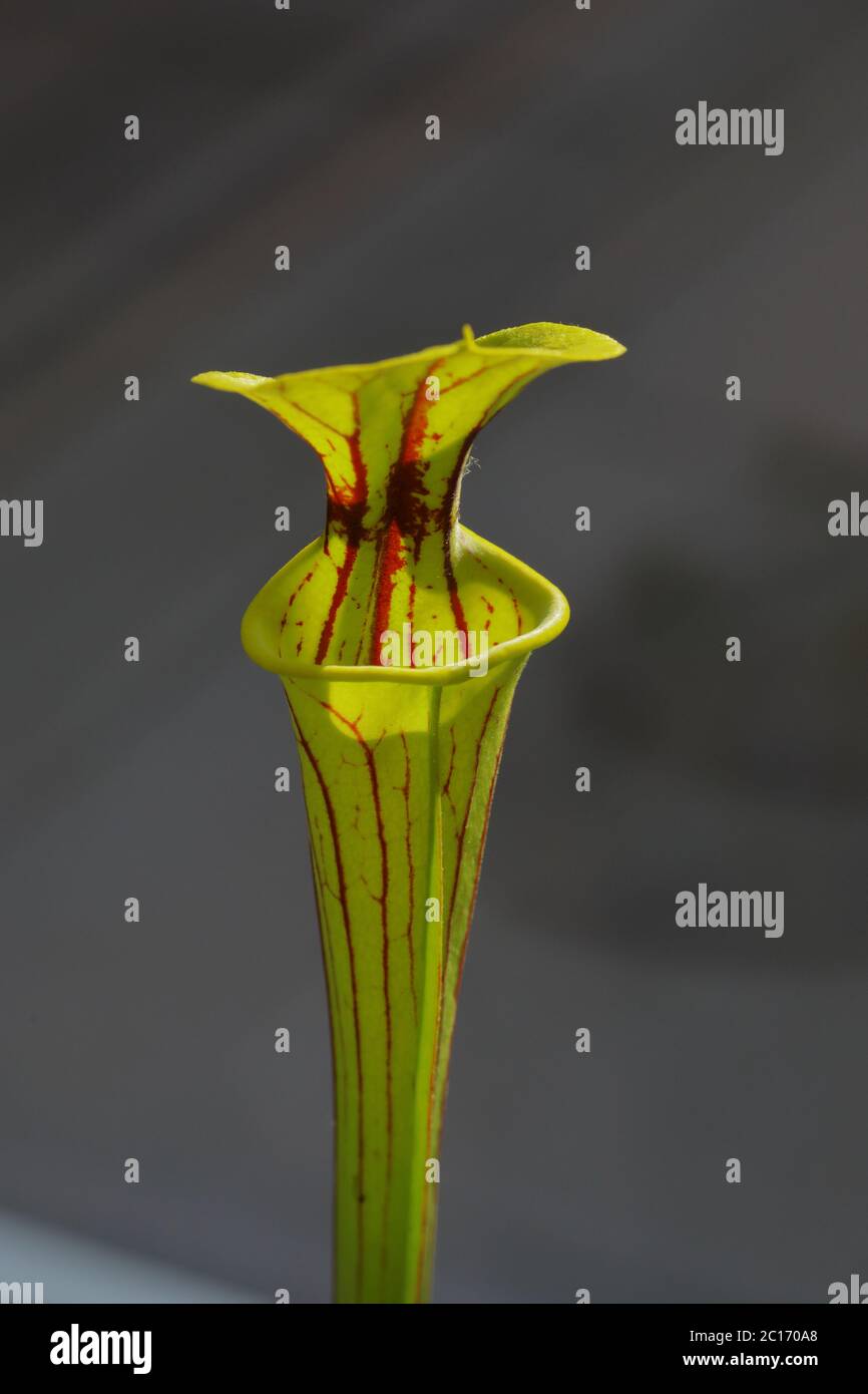 Die Spitze einer Trompetenkrug-Pflanze (Sarracenia Flava) mit dem Deckel (Operculum) und der Öffnung der Falle Stockfoto