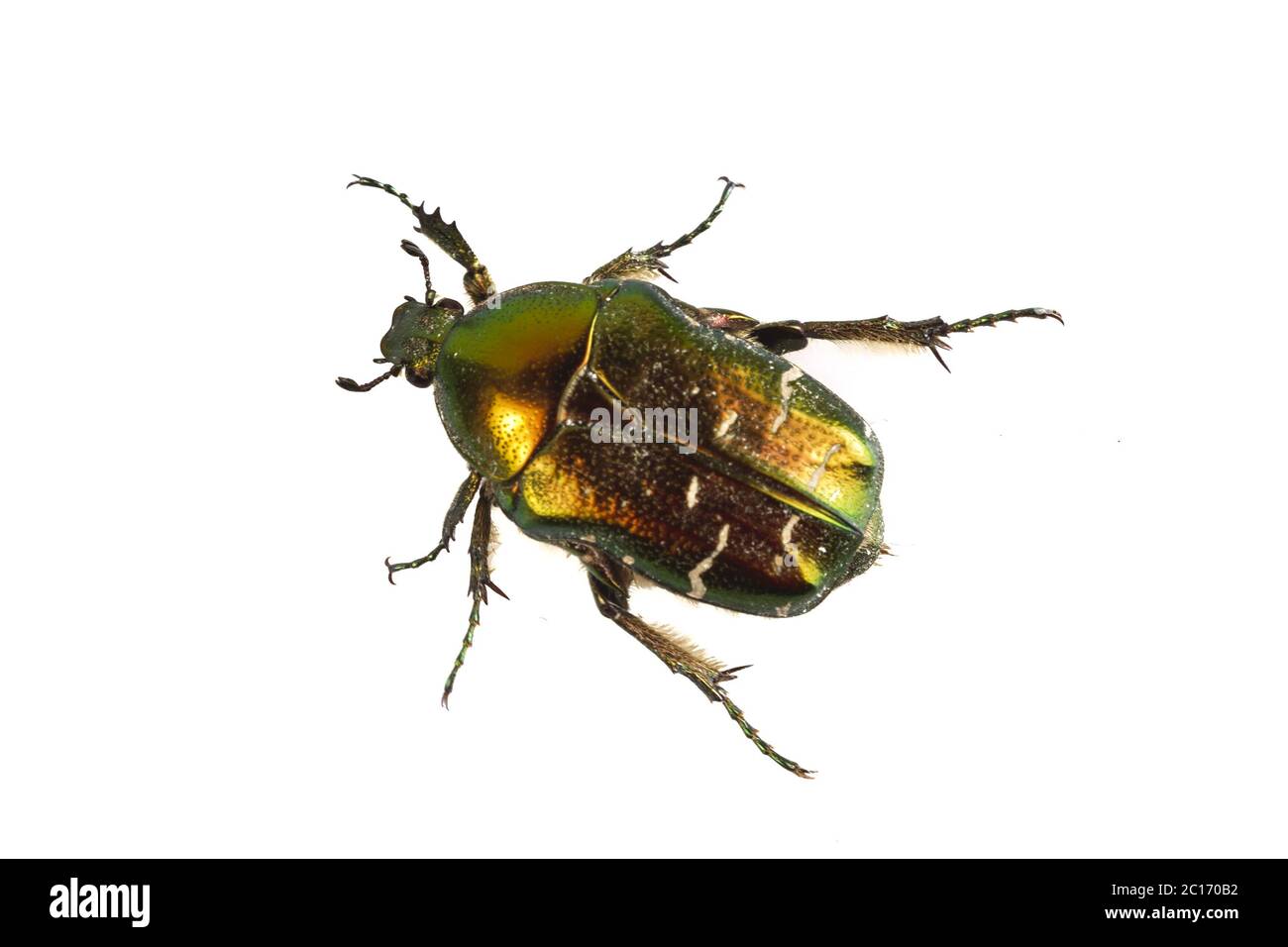 Rose Chafer (Cetonia Aurata) isoliert auf weißem Hintergrund Stockfoto