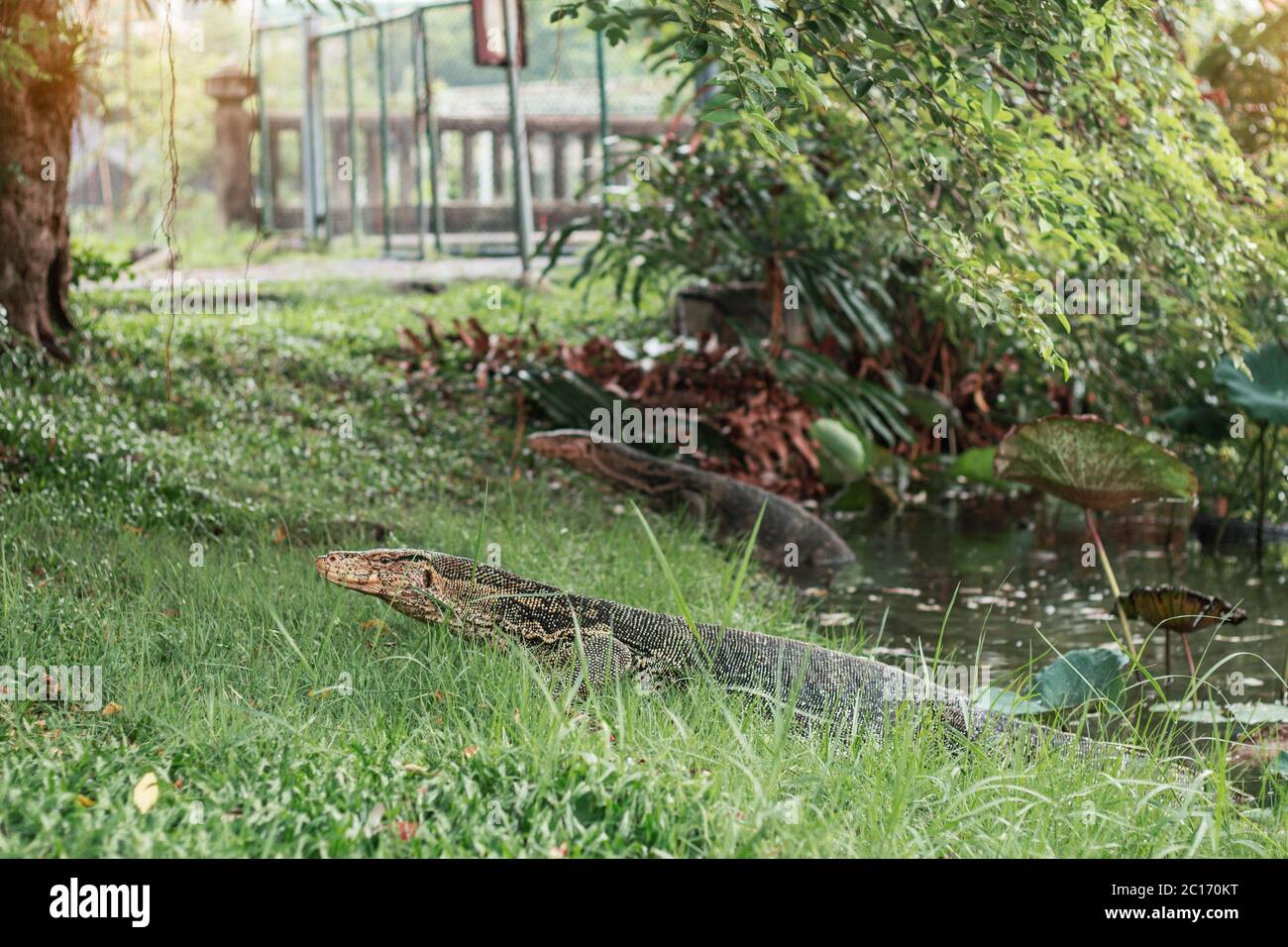 Reptil, das in einem Teich lebt. Stockfoto