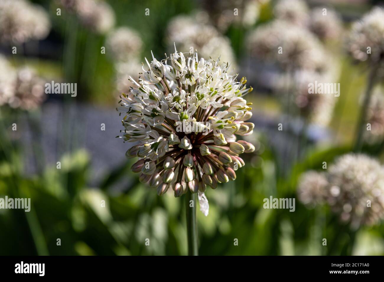 Sibirische Zwiebel (Allium ochotense) blüht Stockfoto