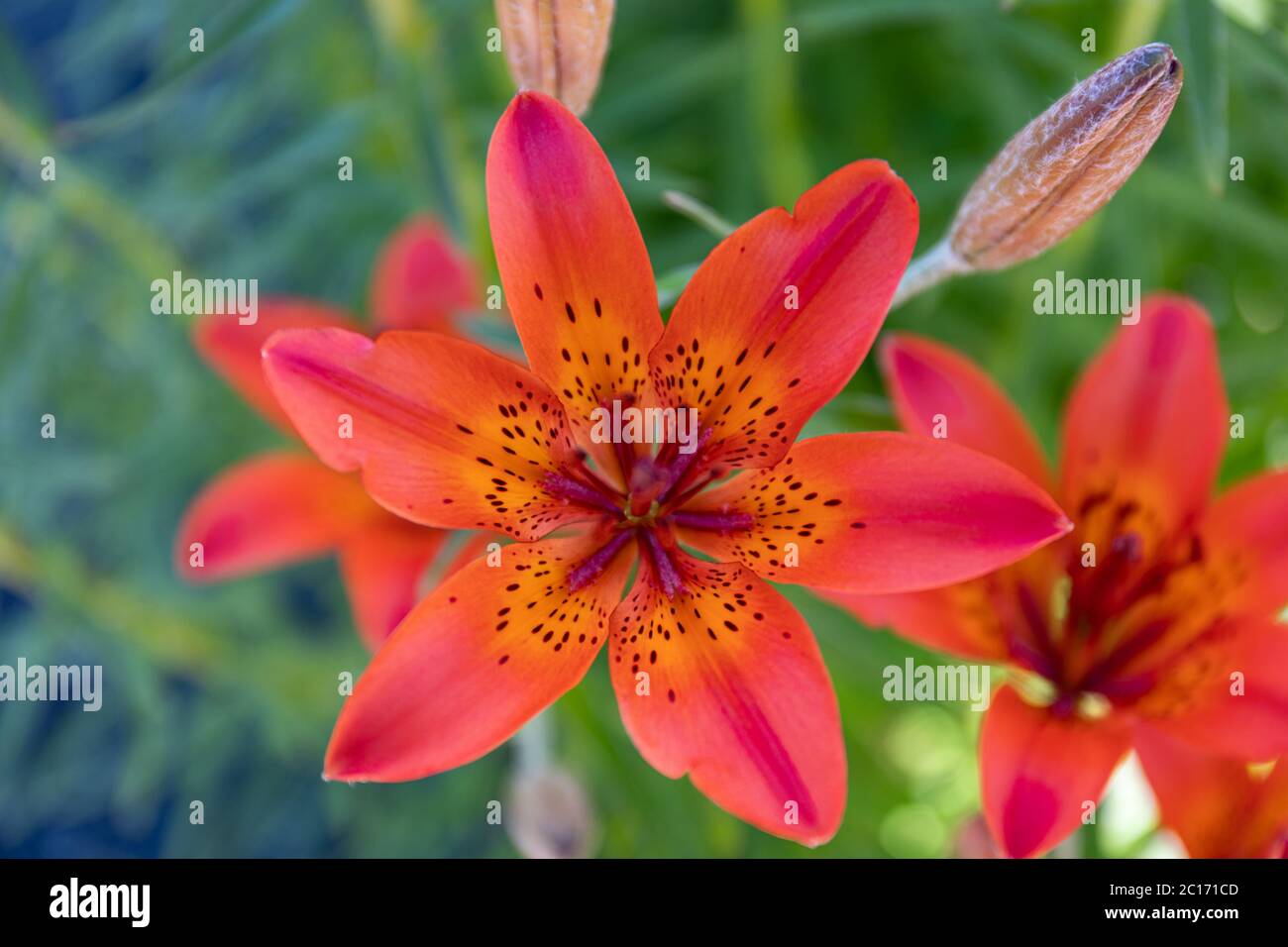 Nahaufnahme der sibirischen Lilie (Lilium pensylvanicum) Blume von oben Stockfoto