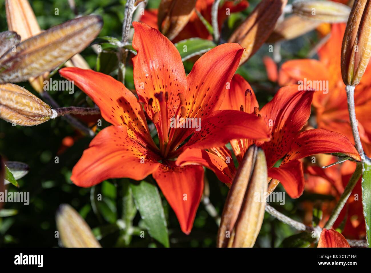 Blühende sibirische Lilie (Lilium pensylvanicum) Stockfoto